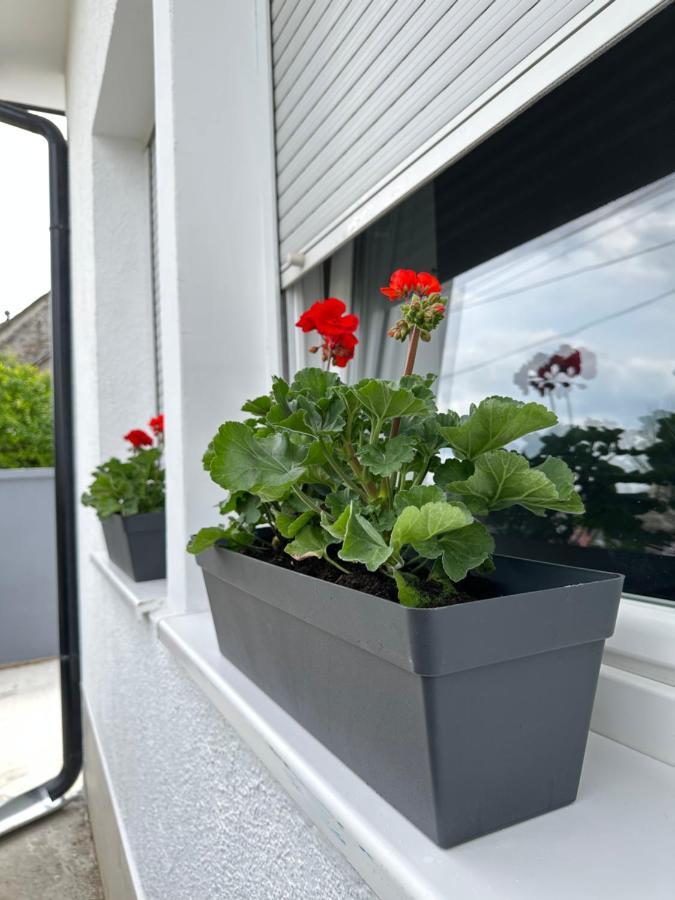 Apartman Maja Srbobran Exterior photo